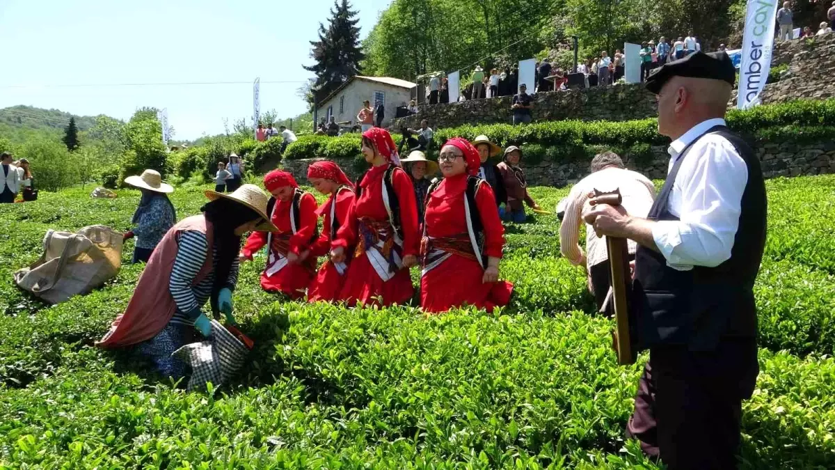 Eynesil'de Renkli Çay Hasadı Etkinliği