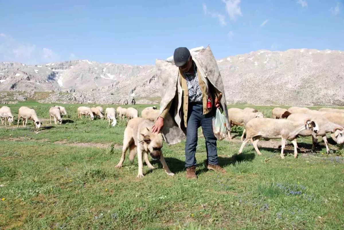 Yörükler Yaylalara Göç Etmeye Başladı