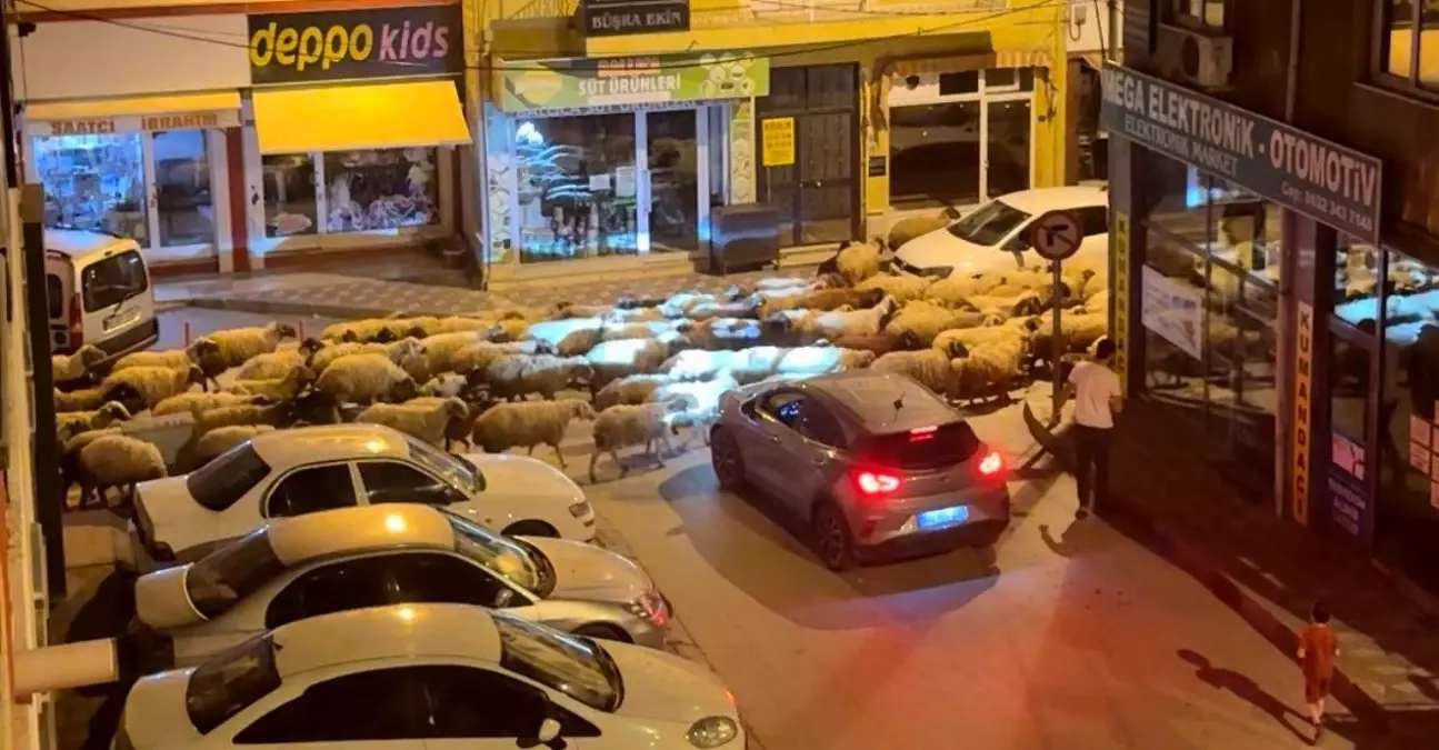Tokat'ta Yayla Göçü Coşkusu