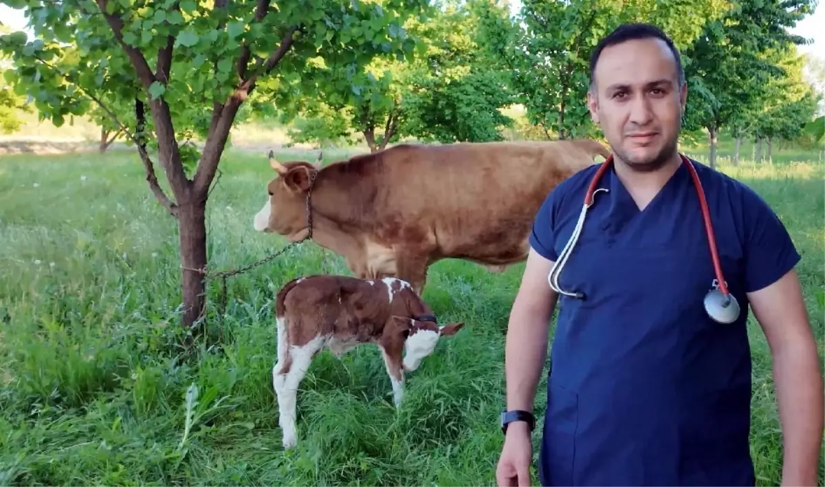Kurtarılan İnek Sağlıklı Bir Buzağı Dünyaya Getirdi