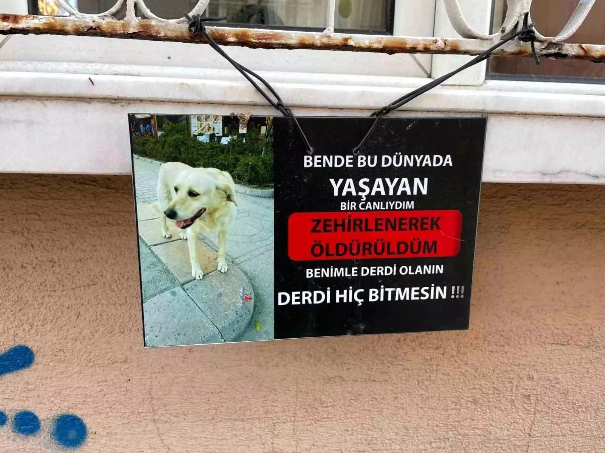 Eskişehir'de Duygusal Hayvan Farkındalığı