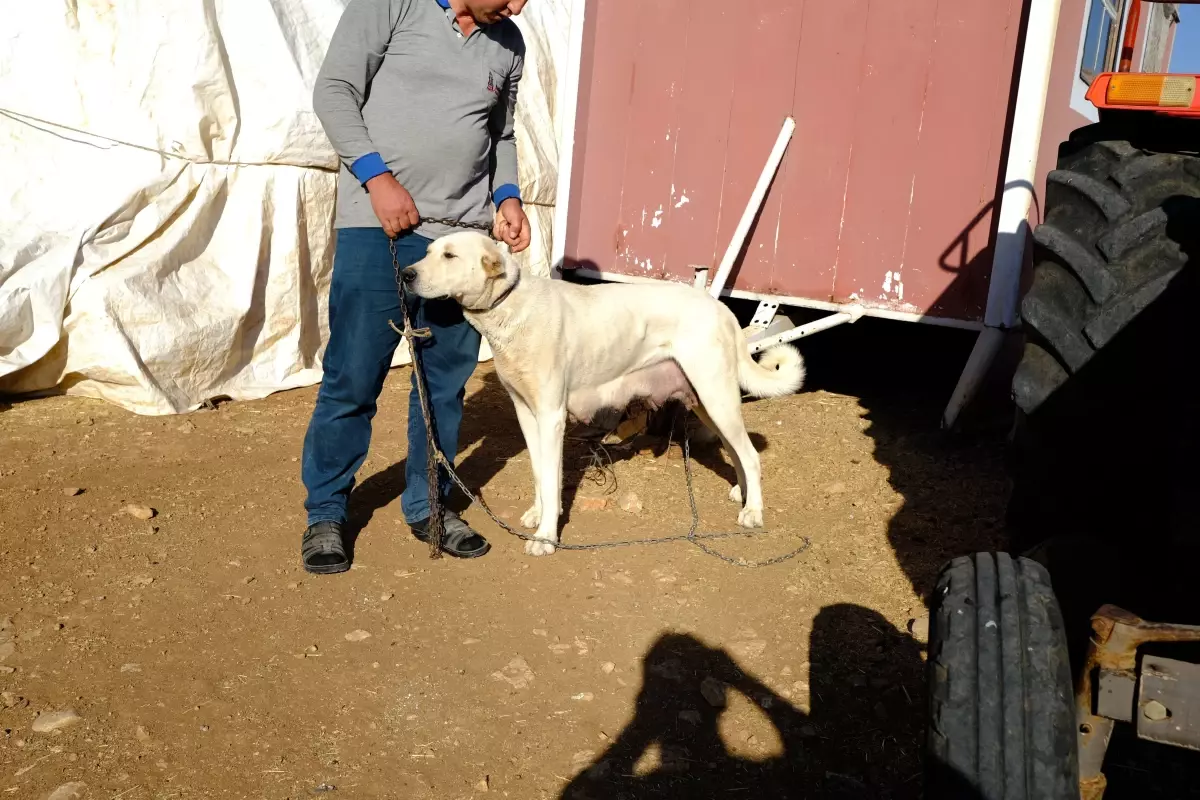 Kayseri'de Köpek Saldırısı: Kadın Hastaneye Kaldırıldı