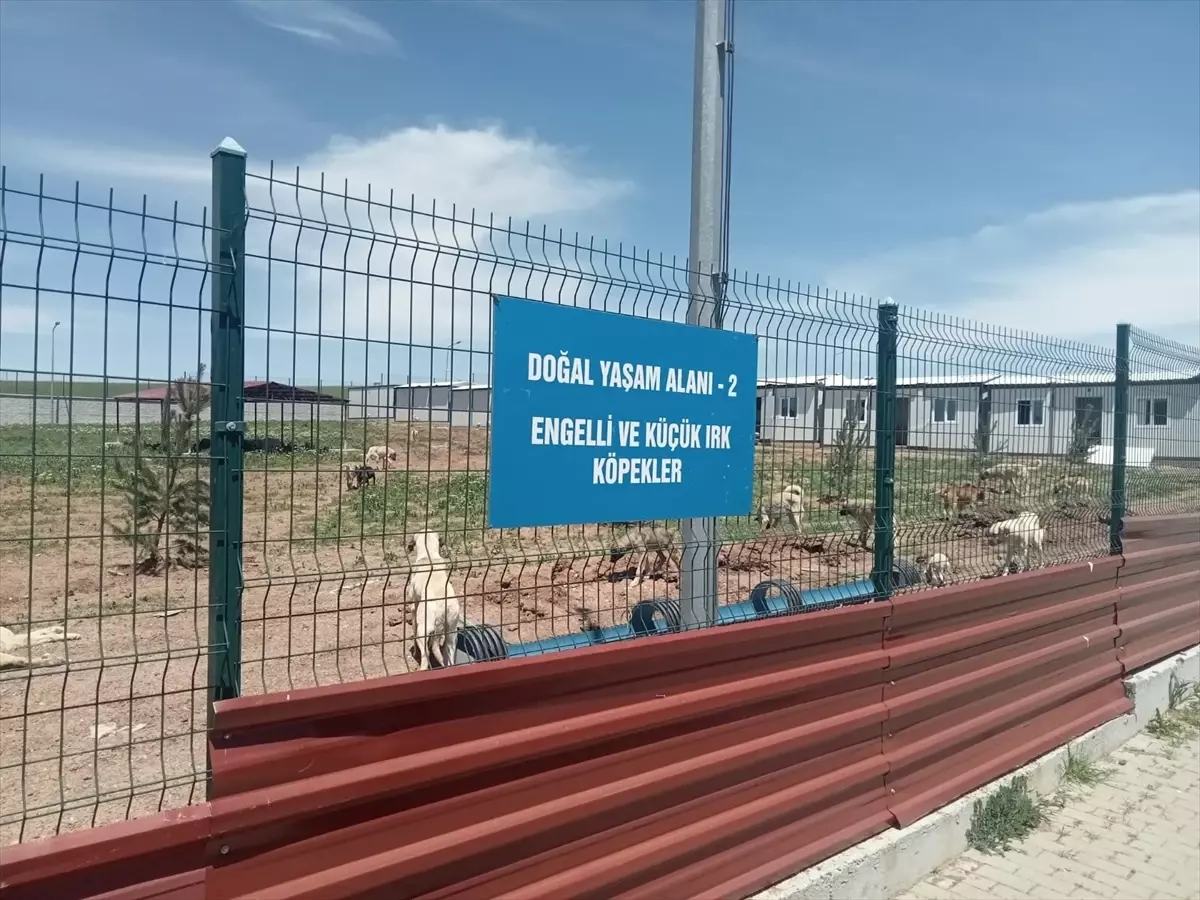 Sokak Köpekleri Barınağa Götürülüyor