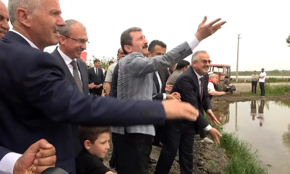 Bafra'da Geleneksel Çeltik Ekim Günü Etkinliği Gerçekleştirildi