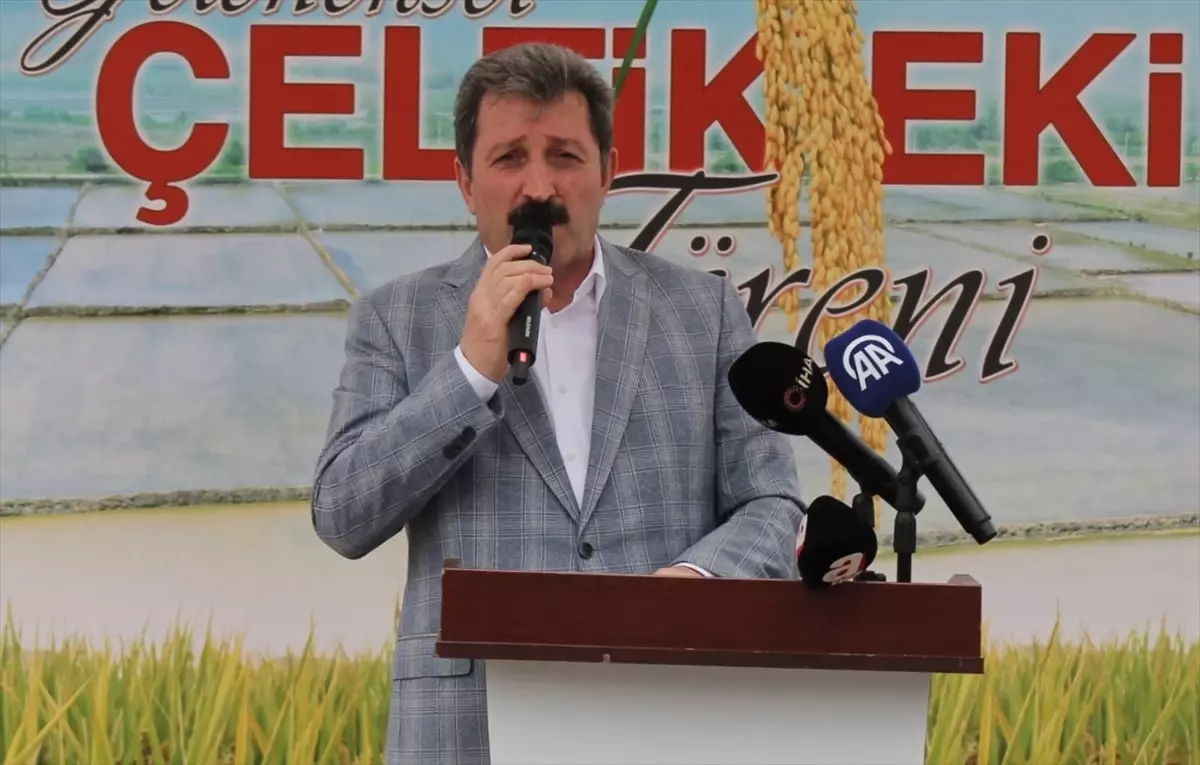 Bafra Ovası'nda Çeltik Ekimi Başladı