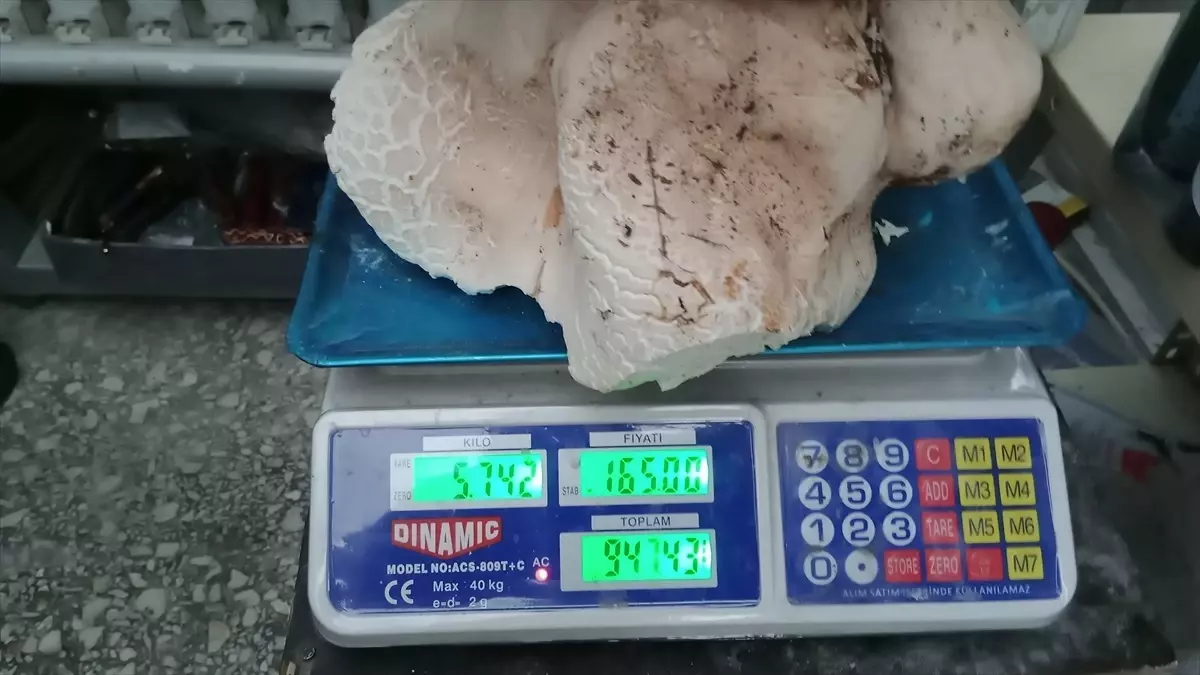 Mersin'de 20 Kilogramlık Dev Mantarlar