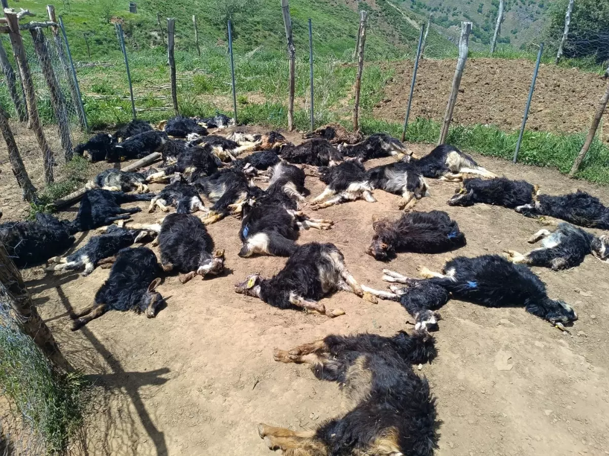 Kurtlar Ağılı Bastı, 49 Küçükbaş Öldü
