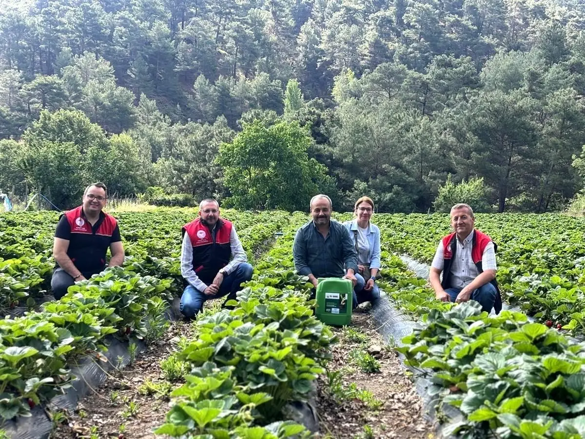 Çakırdere'de İlk Çilek Hasadı Başladı