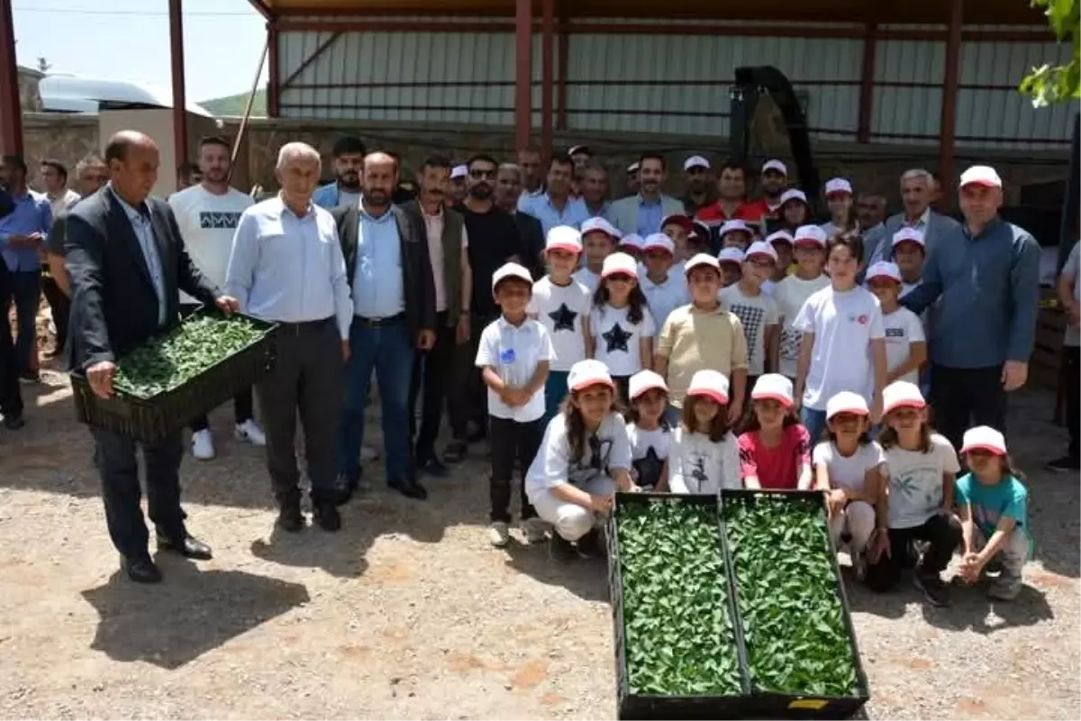 Güroymak'ta Fide ve Tohum Dağıtımı