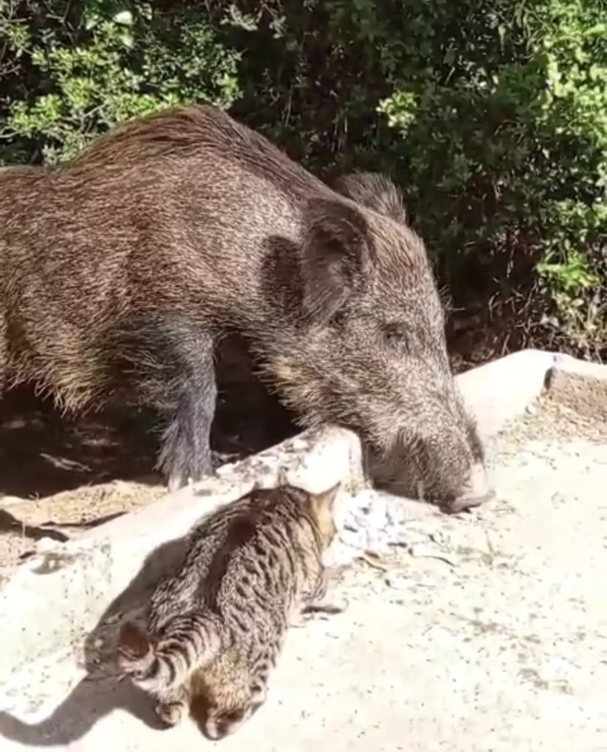 Yaban Domuzu ve Sokak Kedisi Dostluğu