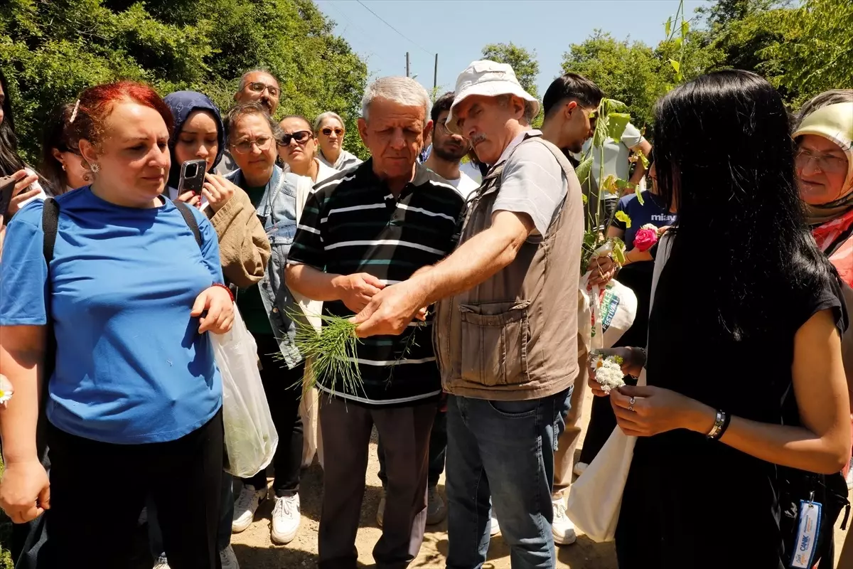 8. Samsun Yöresel Ot Yemekleri Festivali Başladı