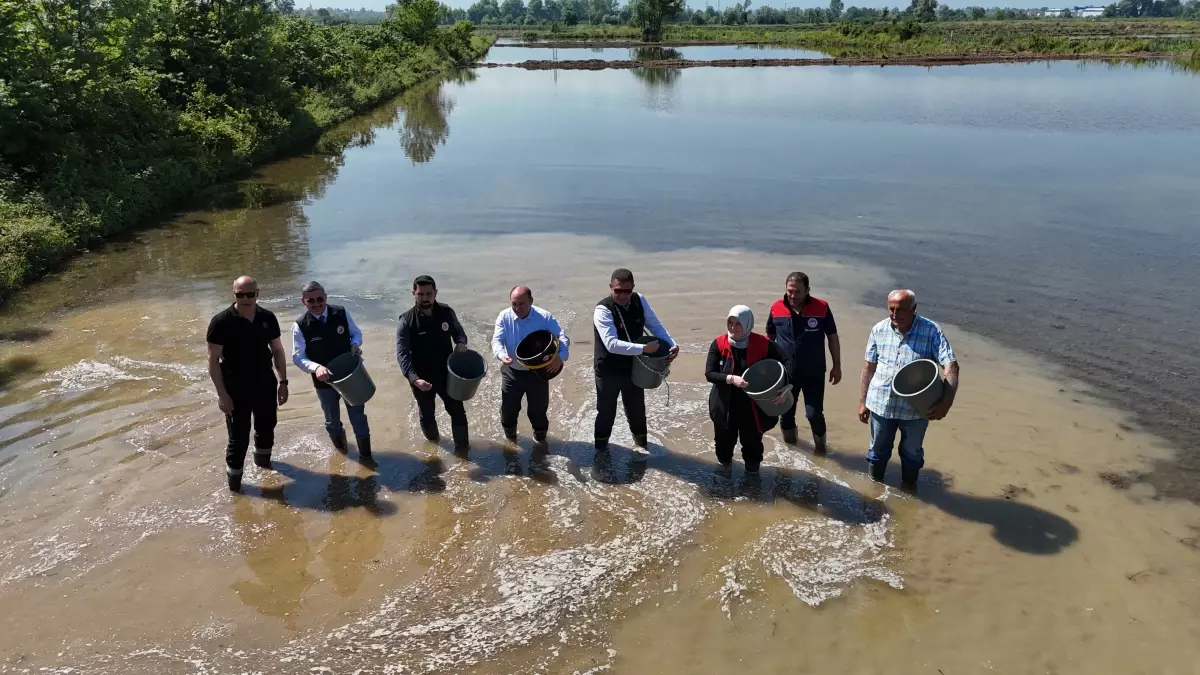 Düzce'de 'Konuralp pirinci' çeltik ekimine başlandı
