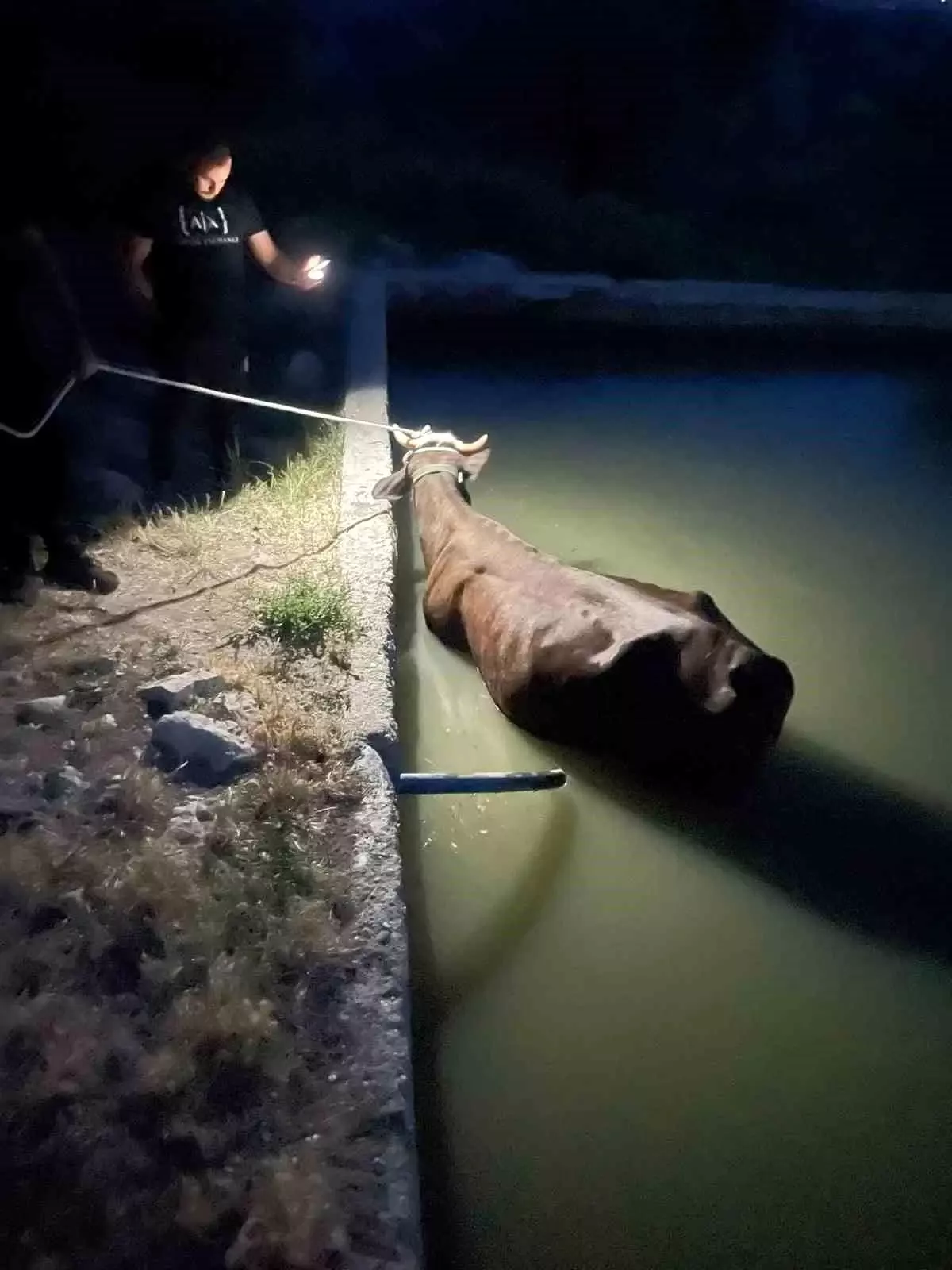 İneğin Havuzda Kurtarılması