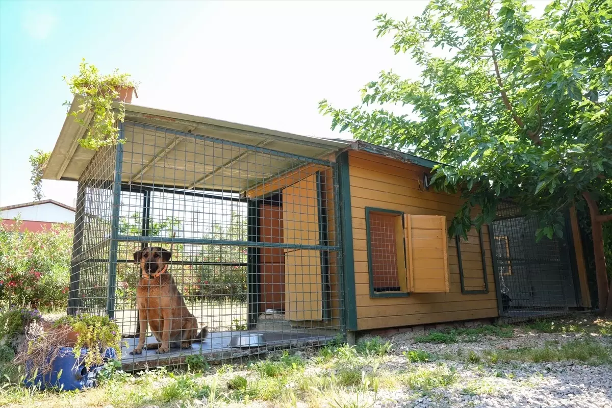 İzmir'de Yurt Dışından Talep Gören Köpek Oteli