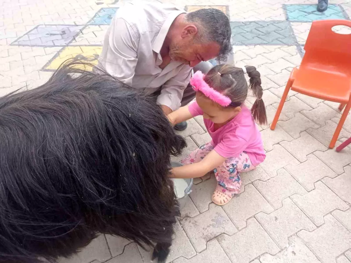 Şırnak'ta Dünya Süt Günü Etkinliği