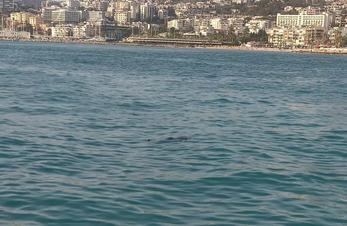 Kuşadası'nda Denizde Erkek Cesedi Bulundu