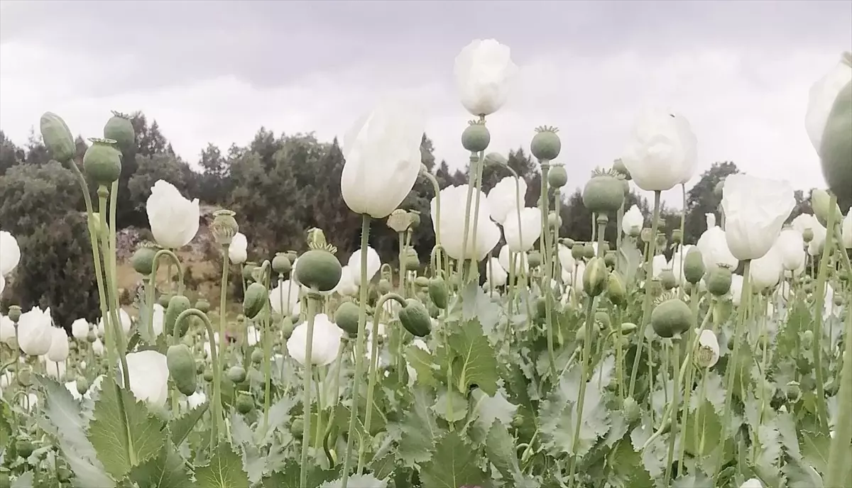 Sandıklı'da Haşhaş Tarlaları Açtı