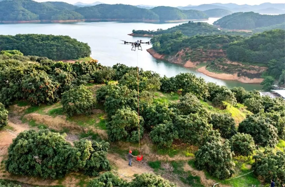 Çin'de Drone ile Liçi Hasadı