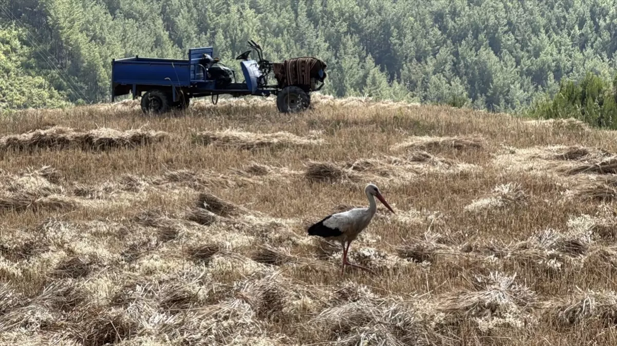 15 Yıldır Aynı Tarlada: 'Garip' Leylek