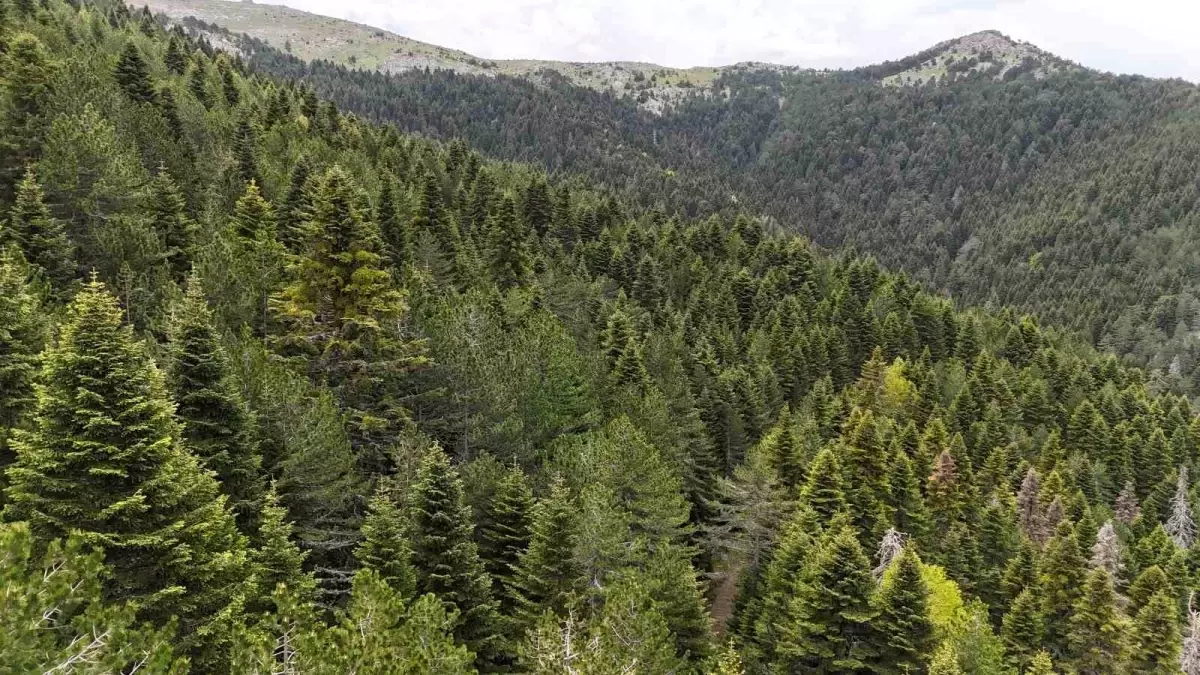 Kazdağları'nın Tarihi ve Doğal Zenginliği