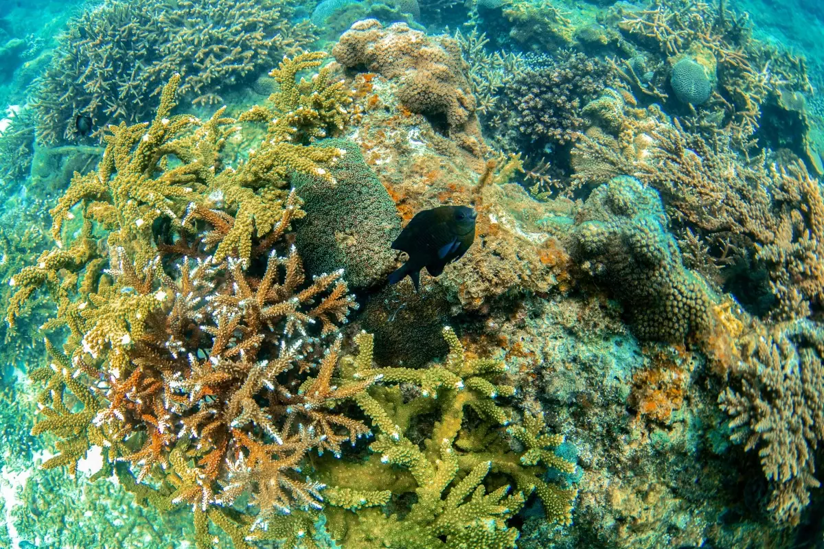 Sanya'da Deniz Çiftliği ile Ekosistem Restorasyonu