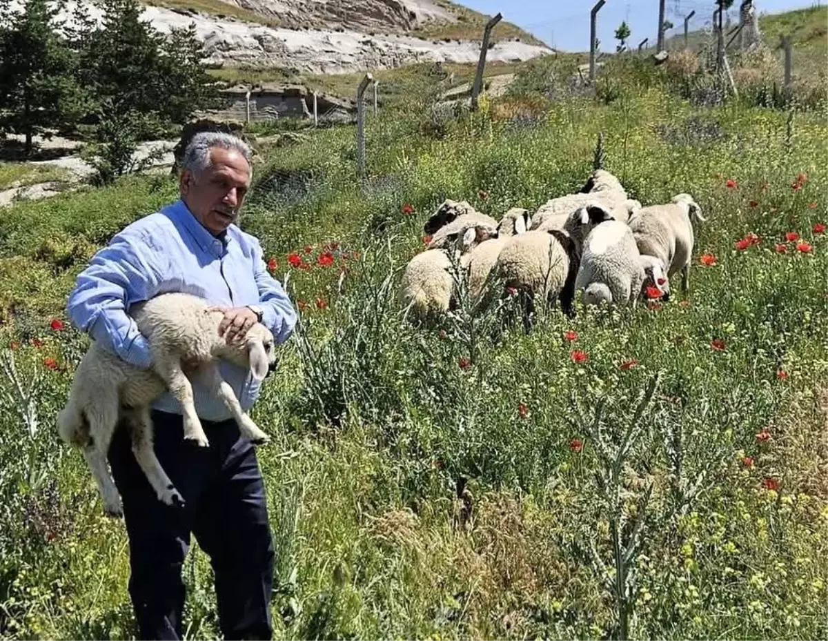 Kayseri'nin Talas ilçesinde küçükbaş hayvanlar koruma altına alındı