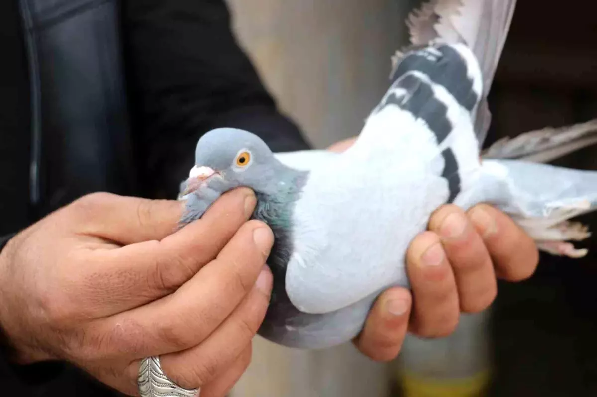 Erzincan'da Kuş Sevdası