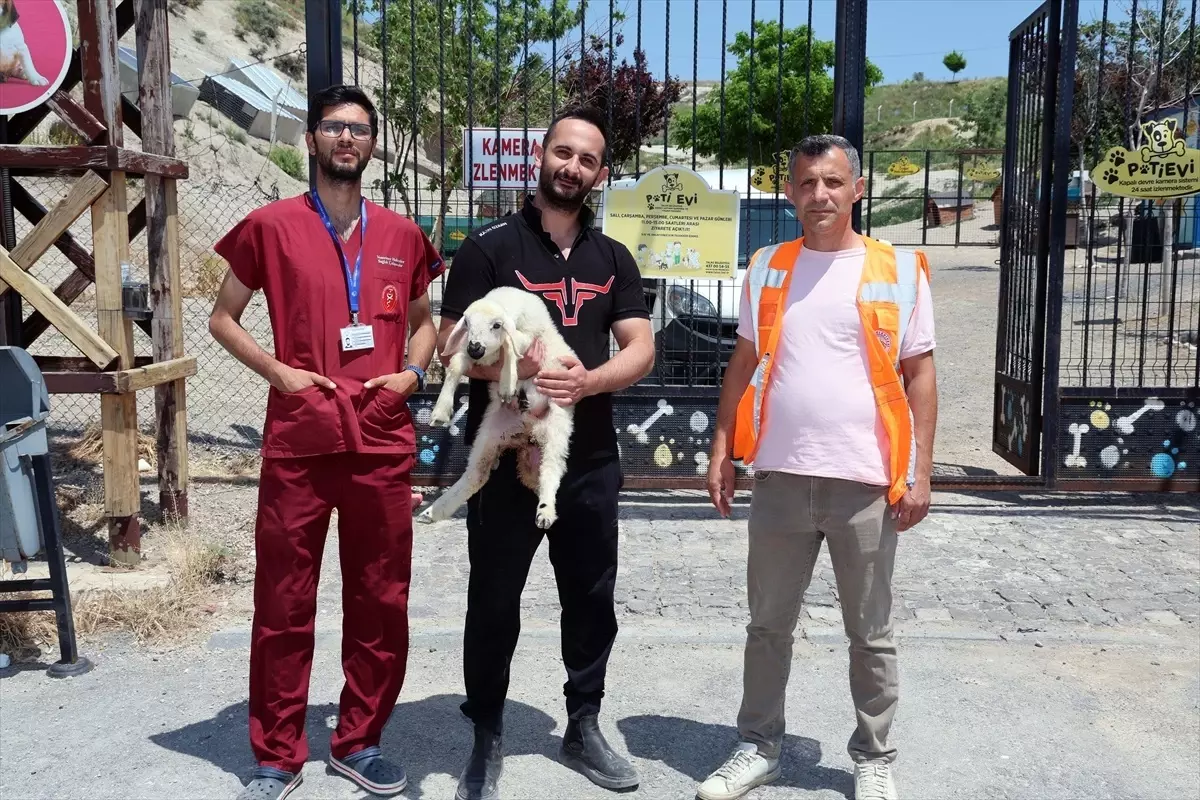 Kayseri'de Kaybolan Koyunlar Bulundu
