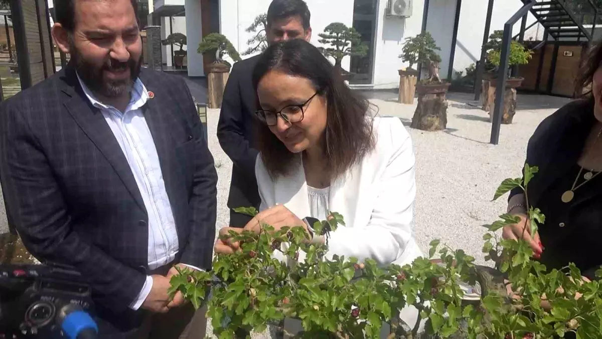 Yalova'da İlk Bonsai Dut Ağaçları Hasat Edildi