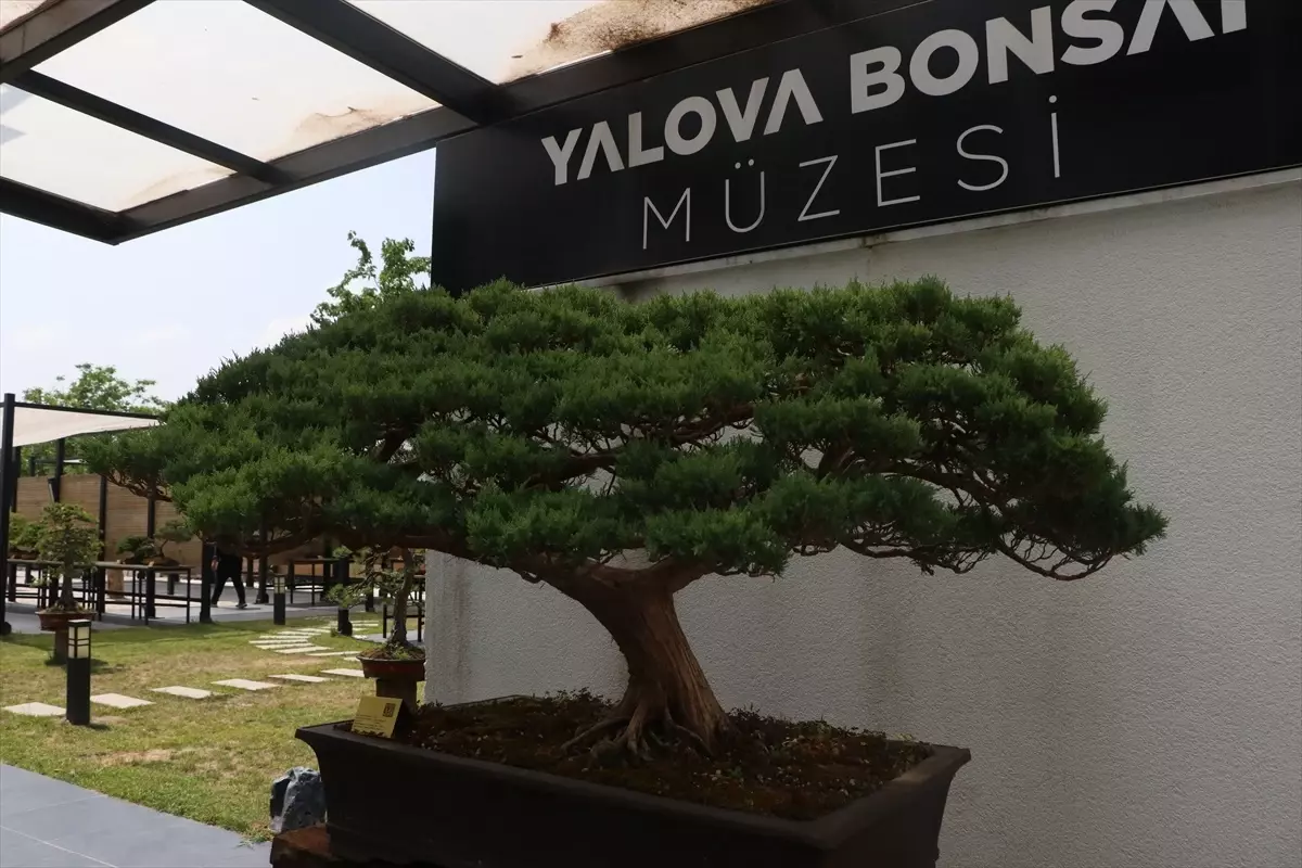 Yalova Bonsai Müzesi'nde Dut Hasadı