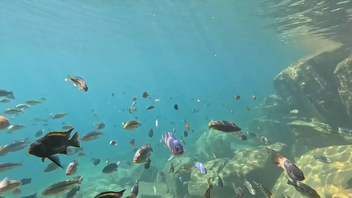 Malavi Gölü'nde Renkli Balıklar ve Turist Turları