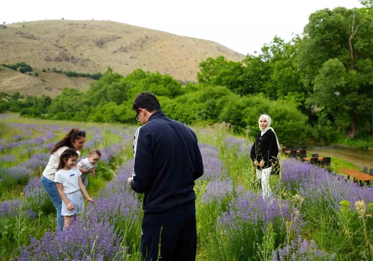 Erzincan'da Mor Lavanta Tarlaları Cazibe Merkezi