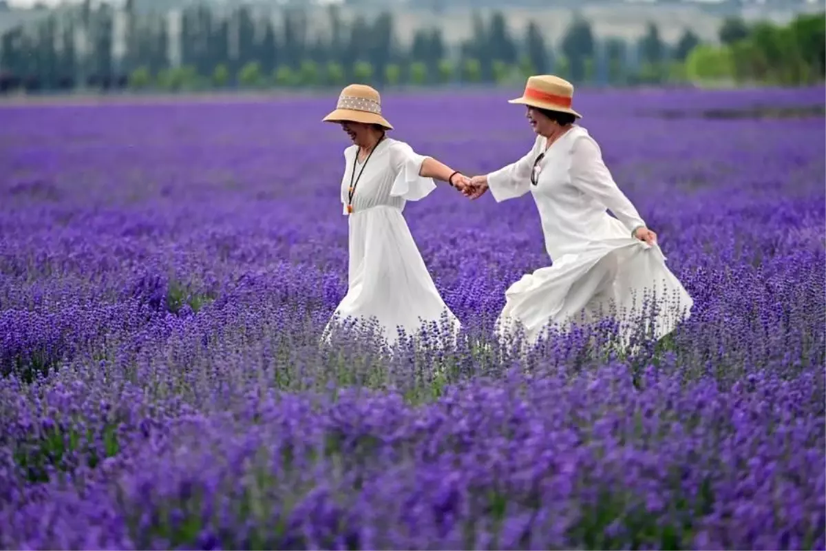 Xinjiang'da Lavanta Festivali