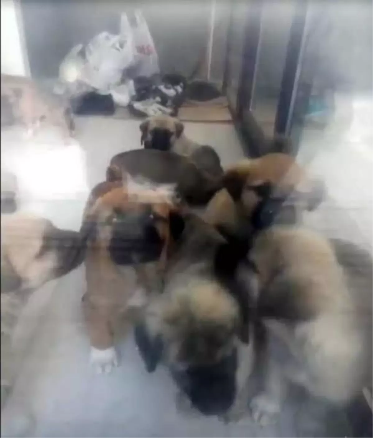 Doktorun Köpeklere İstismarı ve Öldürülmesi Davası