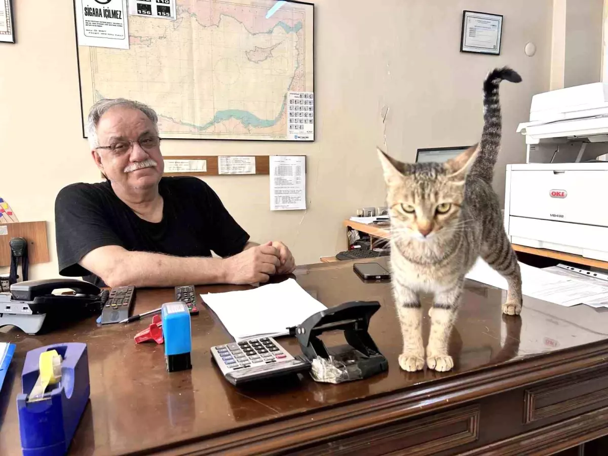 Anne Kedi Yavrularını Ofise Taşıdı