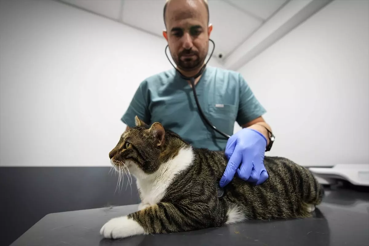 Kedi Mars, Kök Hücre Tedavisiyle Diyabeti Yendi