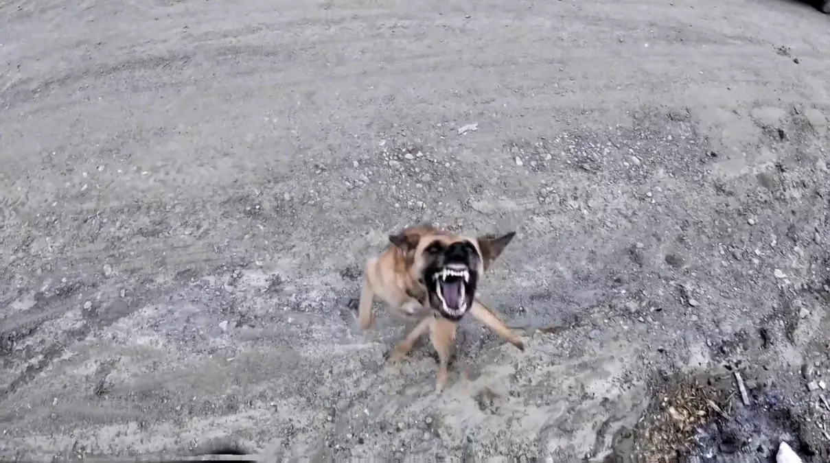 Köpeğin Dron Takibi Gülümsetti