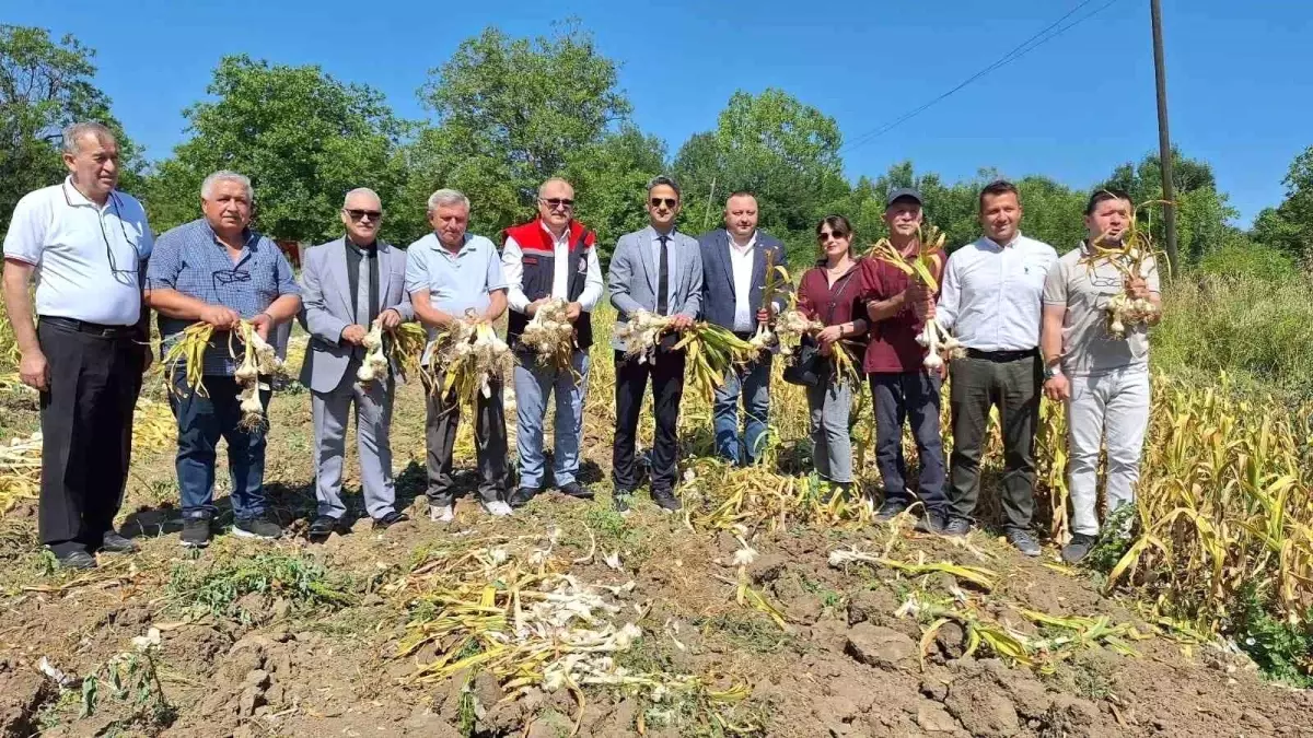 Çaycuma'da Makineli Sarımsak Hasadı İlk Kez Yapıldı
