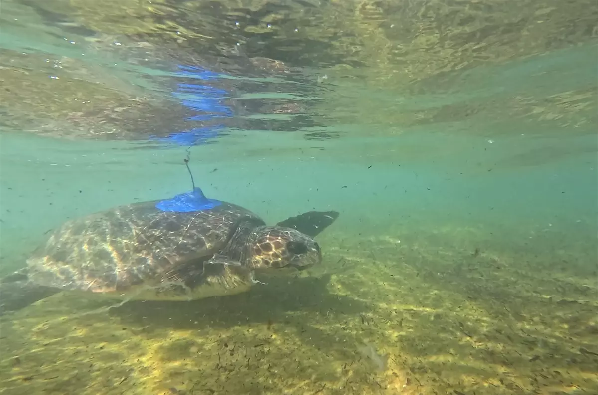 Caretta Carettalara Uydu Takibi