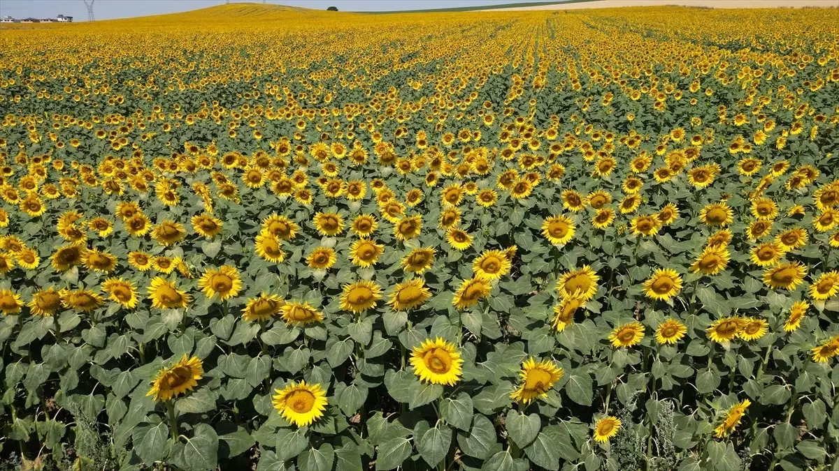 Tekirdağ'da Ayçiçeği Güzelliği