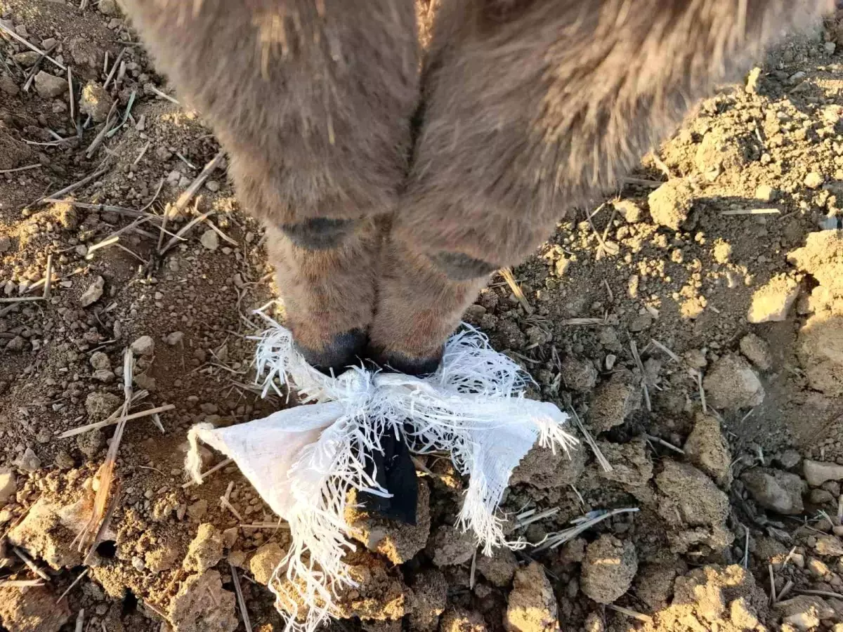 Çoban Eşeği Kurtardı