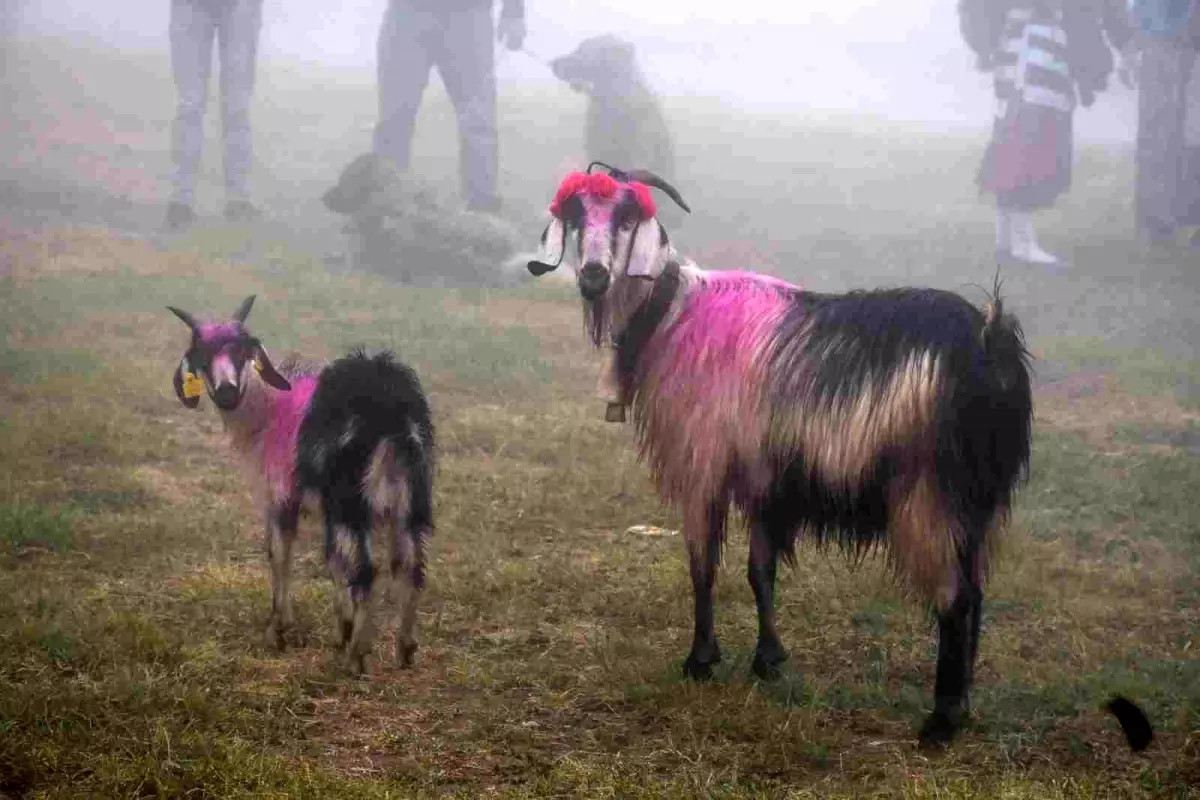 Hendek'te Asırlık Yayla Göçü Başladı
