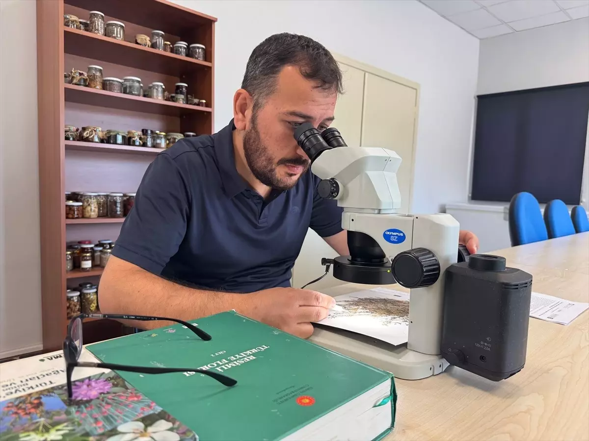 Paflagonya Belumotu Bilime Kazandırıldı