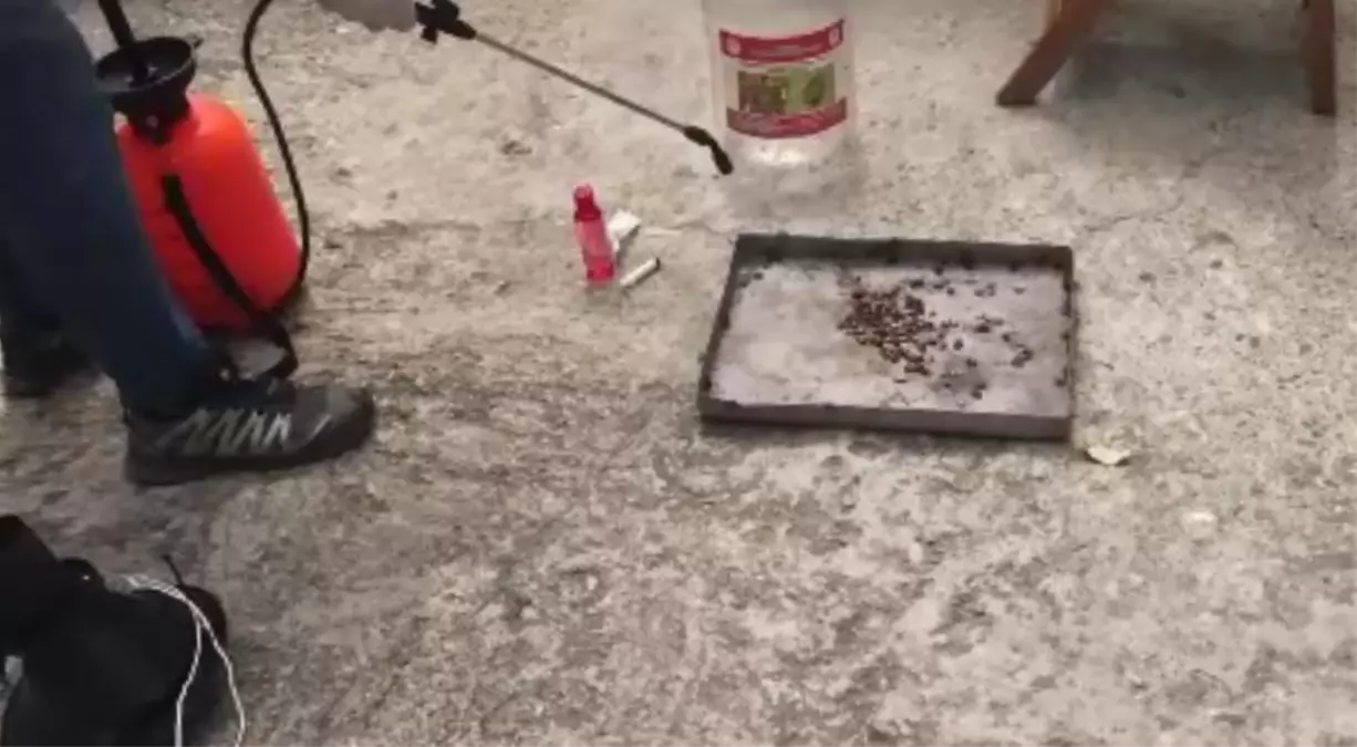 Erzurum, Kahverengi Böceğe Karşı Organik Gübre Geliştirdi