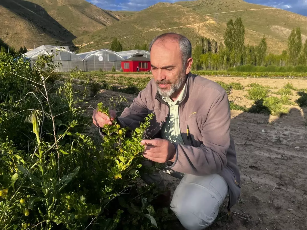 Bayburt'ta Çilek ve Bal Yemişi Hasadı