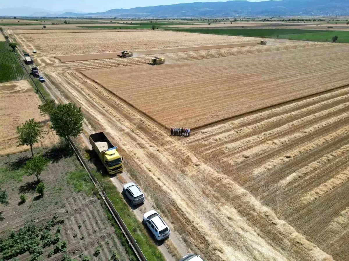 Denizli'de Tohumluk Arpa Hasadı Dron ile Görüntülendi