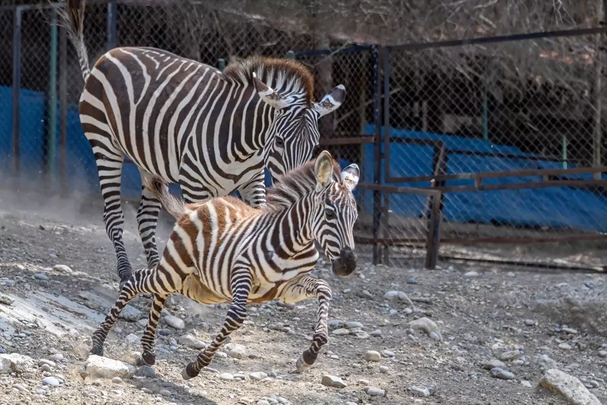Tarsus Doğa Parkı'nda Yeni Yavrular Dünyaya Geldi