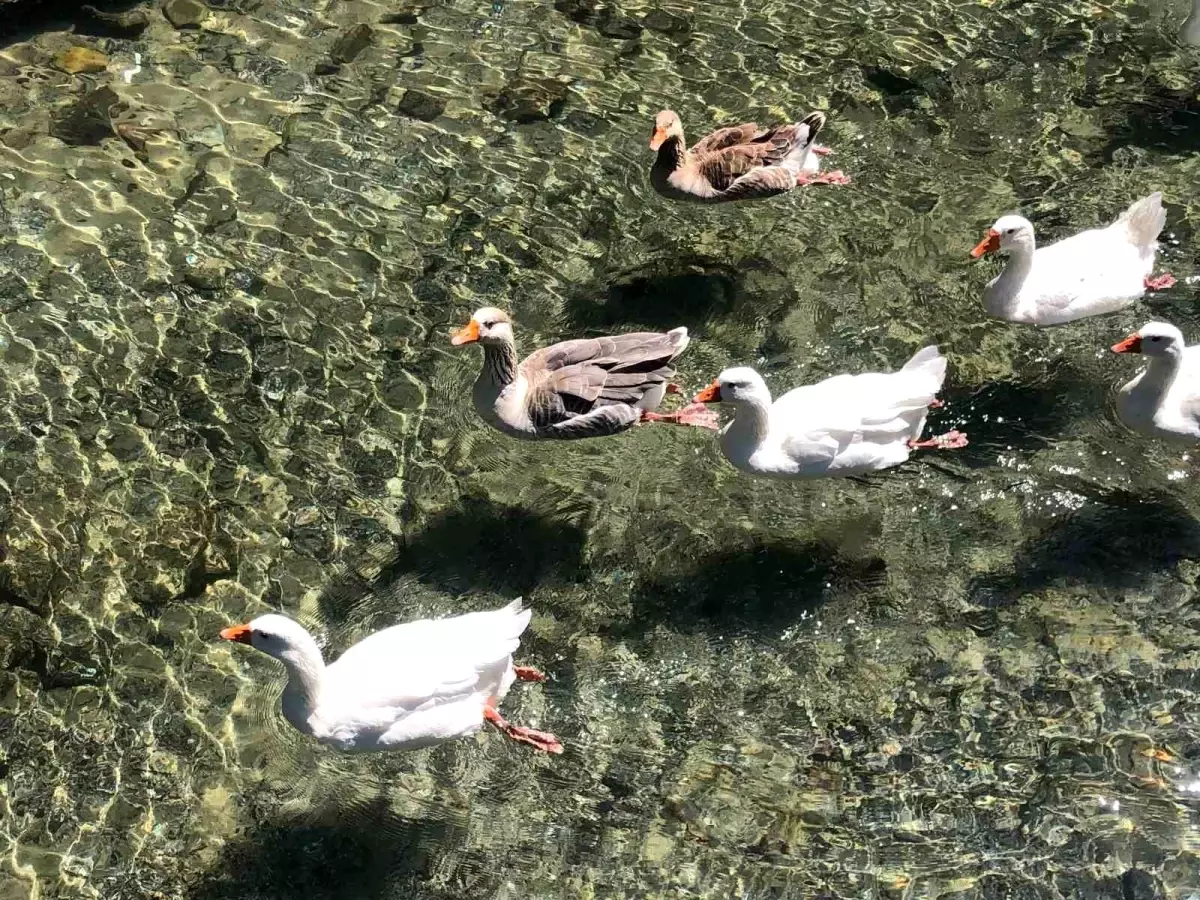 İnönü'deki Berrak Kanal ve Ördekler