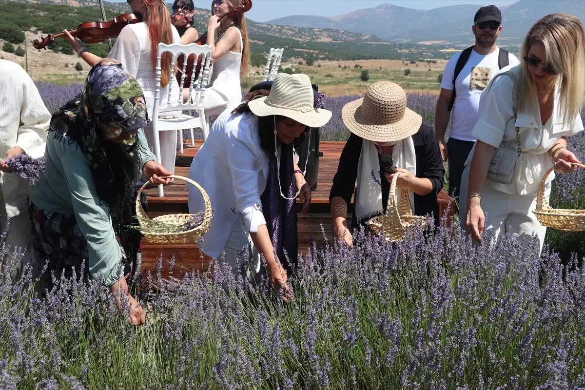 Burdur'da Lavanta Hasat Günleri Başladı