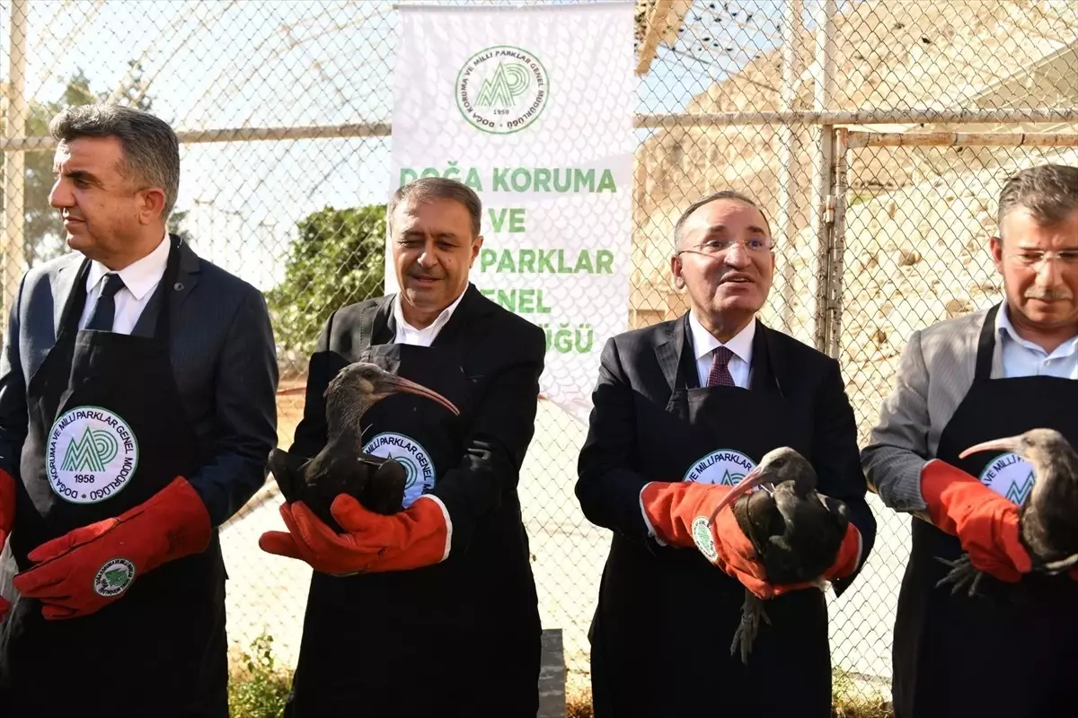 Kelaynaklar Doğaya Salındı